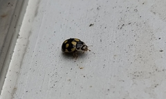 Propylea quatuordecimpunctata