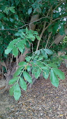 Magnoliopsida