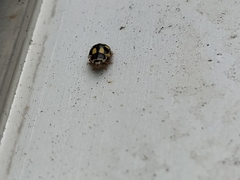 Propylea quatuordecimpunctata