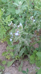 Anchusa arvensis