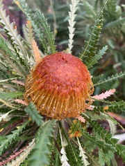 Banksia formosa
