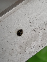 Propylea quatuordecimpunctata