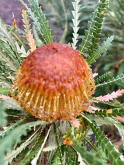 Banksia formosa
