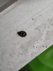 Propylea quatuordecimpunctata