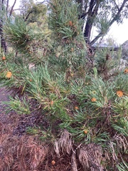 Banksia formosa