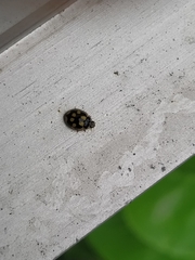 Propylea quatuordecimpunctata