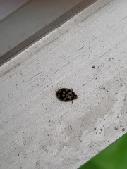 Propylea quatuordecimpunctata