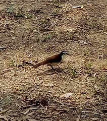 Campylorhynchus griseus