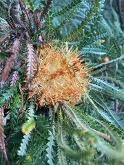 Banksia formosa