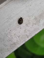 Propylea quatuordecimpunctata