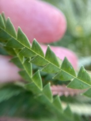 Banksia formosa