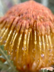 Banksia formosa