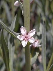 Lysimachia ephemerum