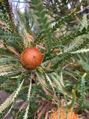 Banksia formosa