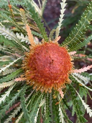 Banksia formosa