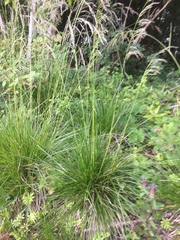 Deschampsia
