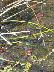Brachydiplax
