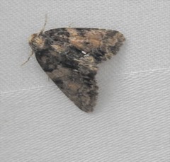 Chytonix