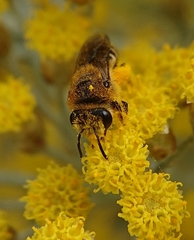 Colletes