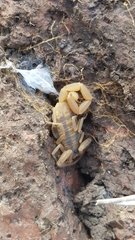 Centruroides exilicauda