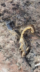 Centruroides exilicauda