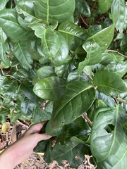 Coccoloba diversifolia image