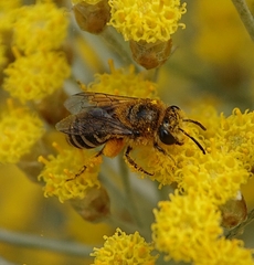 Colletes