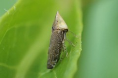 Scaphytopius loricatus