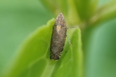 Scaphytopius loricatus