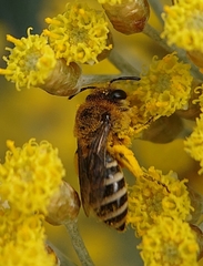 Colletes