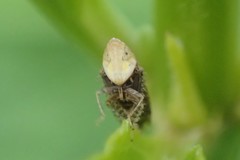 Scaphytopius loricatus