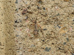 Prionolabis rufibasis