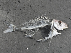 Nemadactylus macropterus