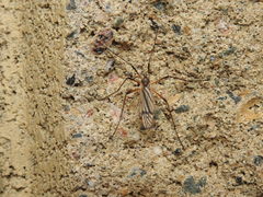 Prionolabis rufibasis