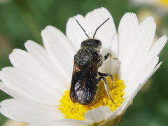 Stelis punctulatissima