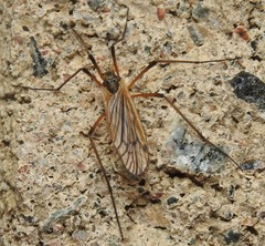 Prionolabis rufibasis