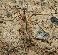 Prionolabis rufibasis