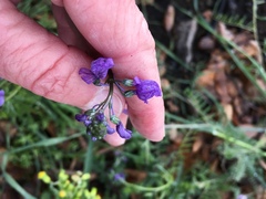 Nuttallanthus texanus