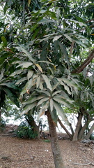 Magnoliopsida