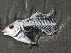 Nemadactylus macropterus