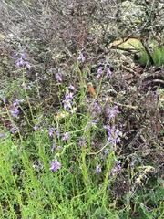 Nuttallanthus texanus