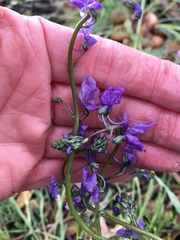 Nuttallanthus texanus