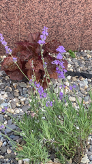 Lavandula angustifolia
