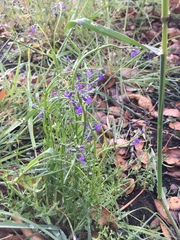 Nuttallanthus texanus