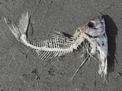 Nemadactylus macropterus