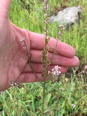 Thysanocarpus curvipes