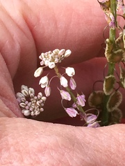 Thysanocarpus curvipes