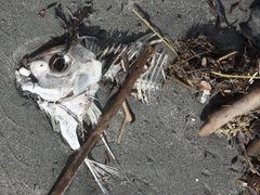 Nemadactylus macropterus