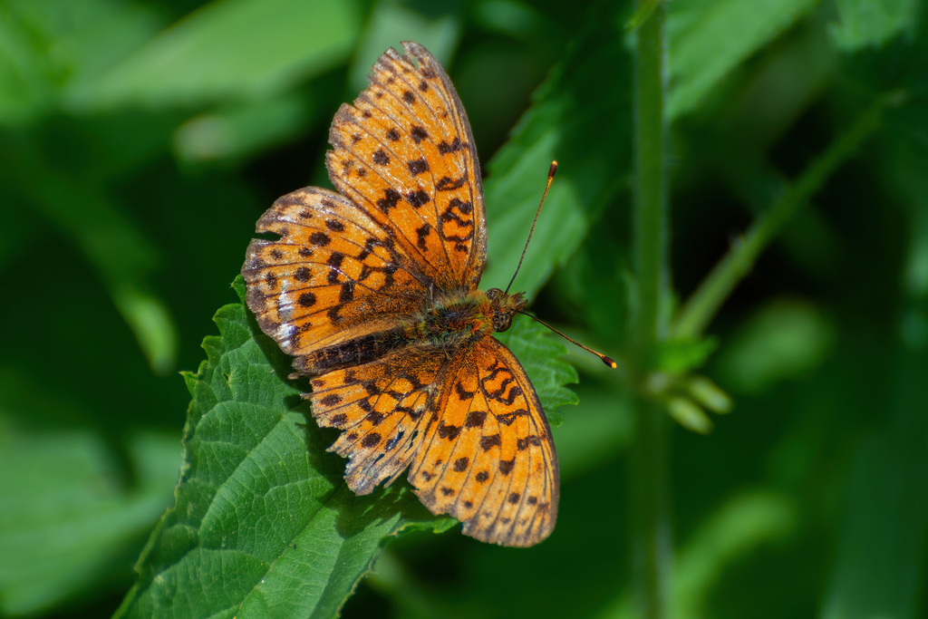 Lesser Marbled Fritillary from Судогодский р-н, Владимирская обл ...