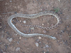 Pituophis catenifer
